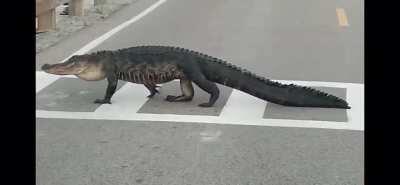 Good Citizen Alligator Using Crosswalk