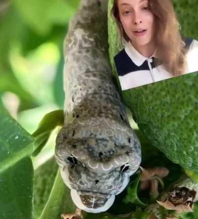 No big deal, just Gillian today talking about caterpillars, looking incredibly cute and half her age