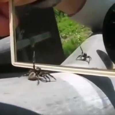 This is why I love jumping spiders