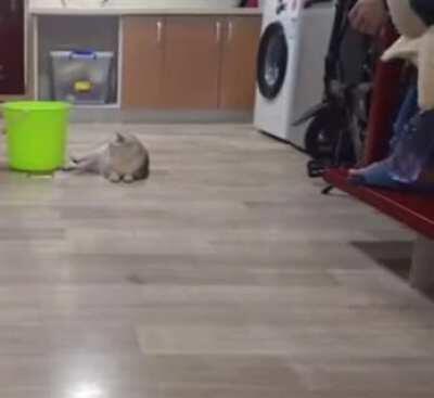 Bottle flip lands on a cat