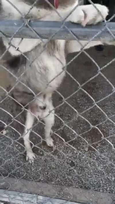 Bob says thanks for all the love! Here’s some tippy taps with a special guest appearance by Ace!