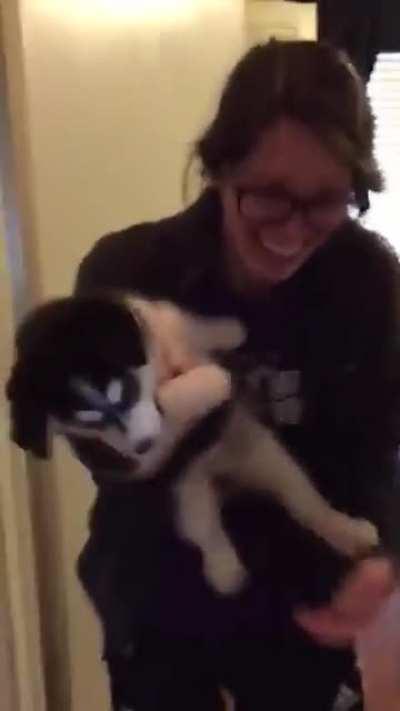 Adorable husky struggles to howl.