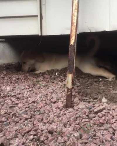 Back when my girl was just a pup. Still tears up the backyard to this day!