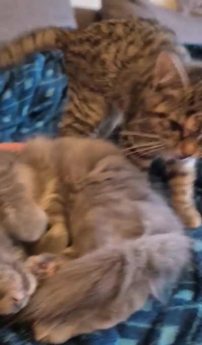 Miso started smoking at a very young age