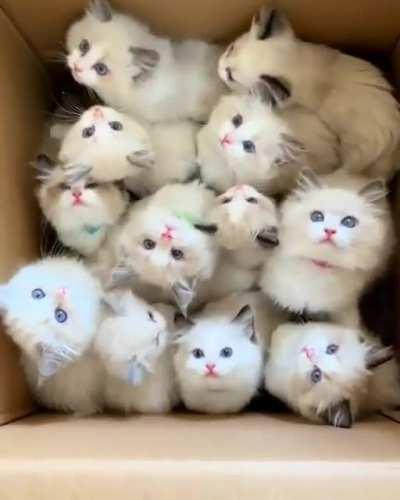 Box full of Fur balls..