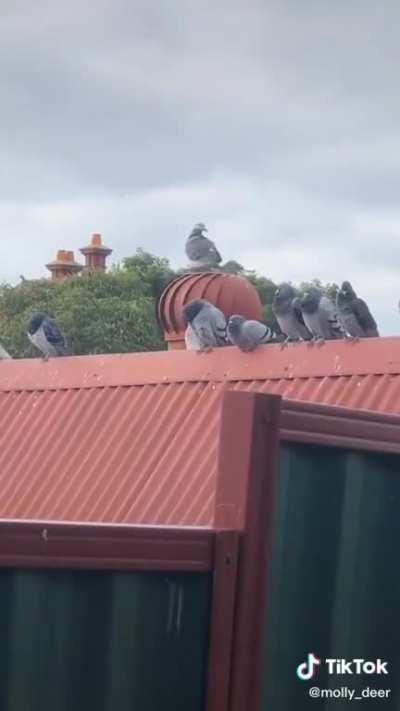 This one is looking for signal 🤮