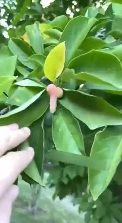 «Я шла по парку и нашла дерево с хуями». 

В Одессе женщина гуляла по городу и внезапно обнаружила дерево с членами.