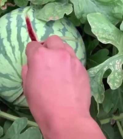 How to open a watermelon with a toothpick