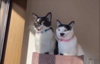 And that’s when I told her no more tuna tax!