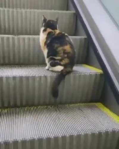 Cat using the escalator