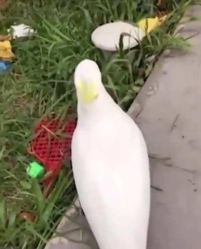 Do bird screams count?