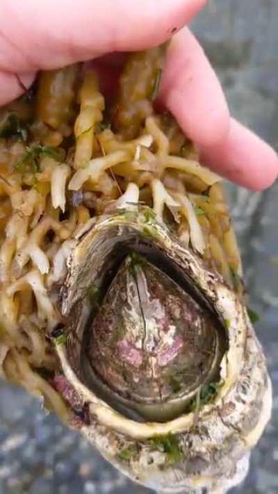 Have you ever seen a barnacle like this?