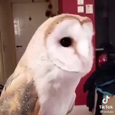 Ronnie the owl