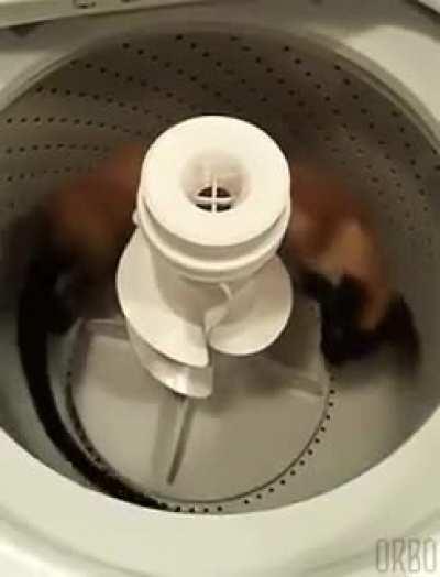 Must... catch... tai[L]...