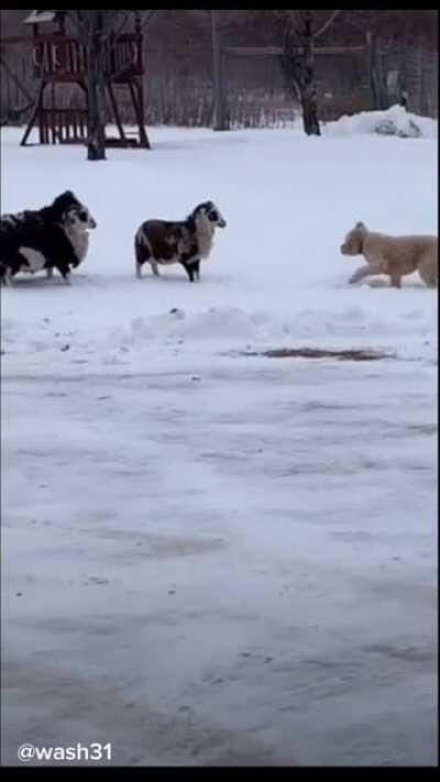 The Doggo only wants to play though!