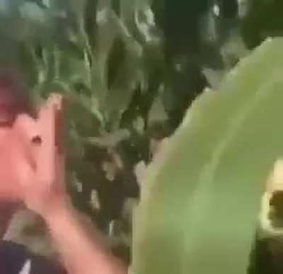 Corn sucker