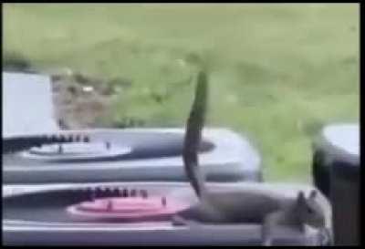 Squirrel poops on other squirrel