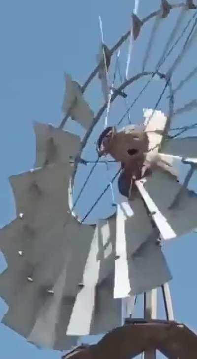 Nido de hornero movil