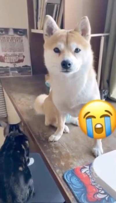 Кот. Пёс. И человек.