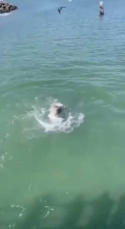 Sea Lion ripping off a Seagull’s head for stealing its food!