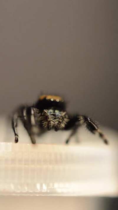 The struggles of photographing jumping spiders... They love jumping onto the camera, especially this cheeky one! (Pollen my female Phidippus apacheanus)