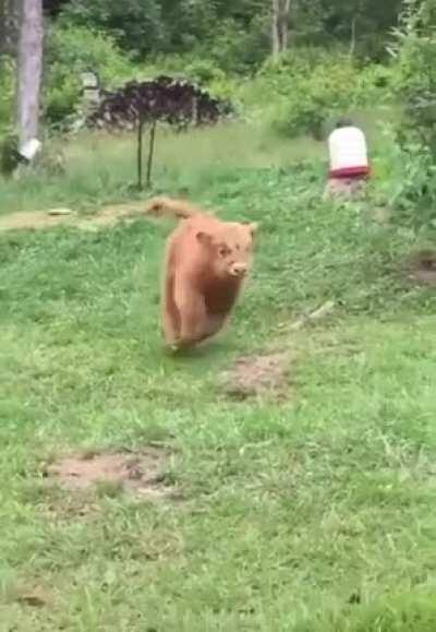 Baby Cow Zoomies