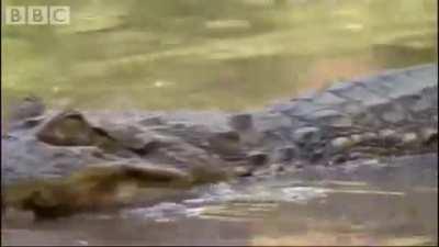 Unlike many Birds and Mammals, Crocodilians don't abandon or kill their young who are struggling and will even help them hatch from their eggs.