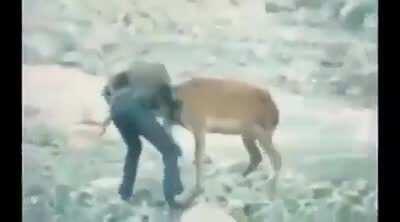 Wrestling an animal to the ground