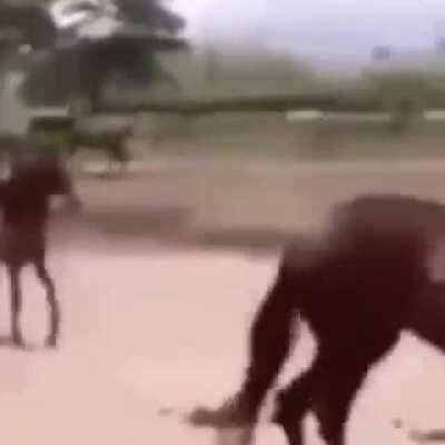 Hecarimme after pressing E