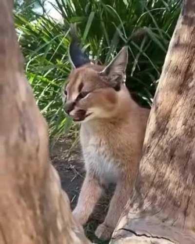 A caracal's meow...