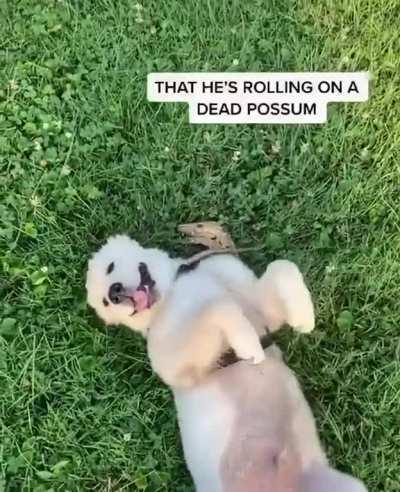 Cute puppy rolling on a dead possum