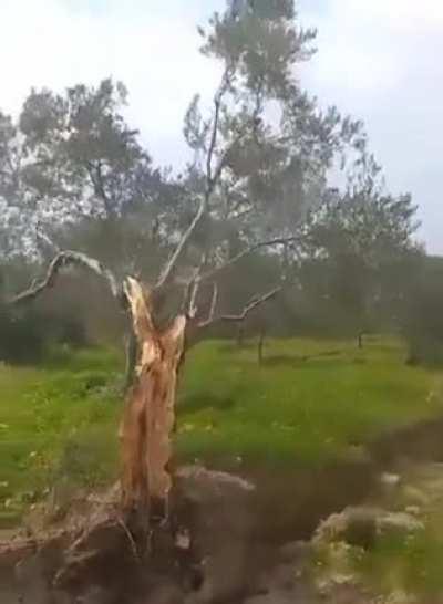Turkey-Syria's two 7.5 and 7.8 magnitude earthquake shifted the ground in some places up to 10 meters (about 33 feet) away, in the video, a tree was split into two parts and they were at a distance of about 8 meters (26 feet) away from each other.
