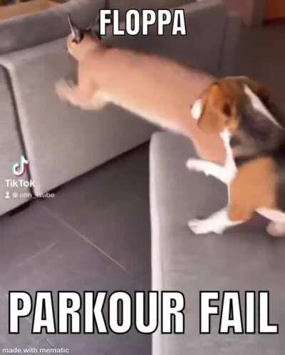 Floppa is hurt 😭💔