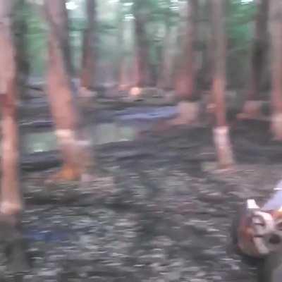 WCGW tapping dead Wood