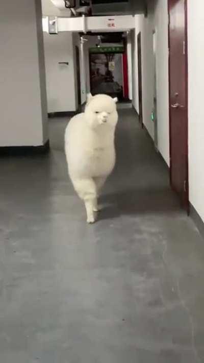 Alpaca is a very shy and very intelligent animal.