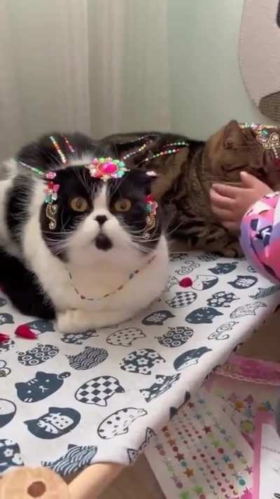 Kids irritating cats.