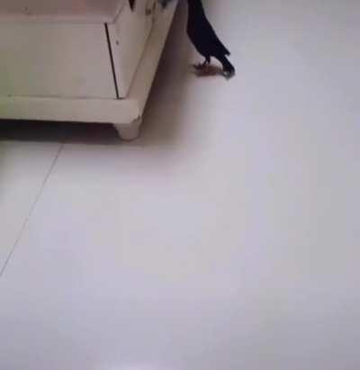 *Titulo foi comprar um passaro