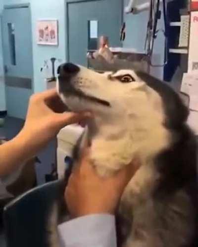 To give doggo his medicine.