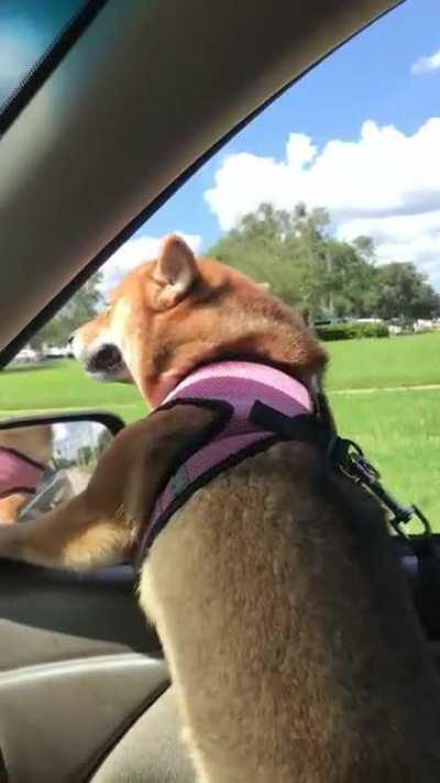 Apocalypse Dreams+ Car = Happy Shiba