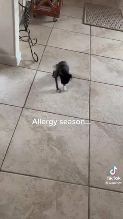 Poor Vinny, he has allergies