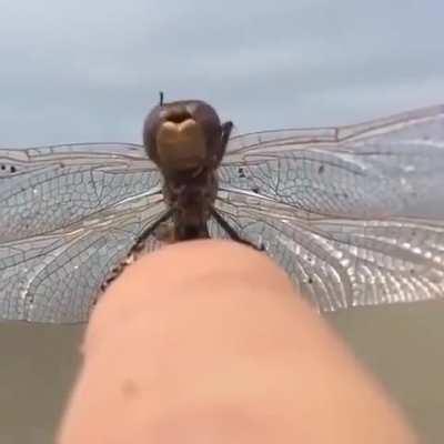 A dragonfly cleaning beach debris off itself (or is trying to send us some sort of message)