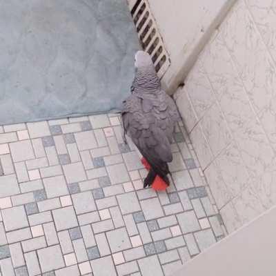 Some people have birds who say sweet nothings like 