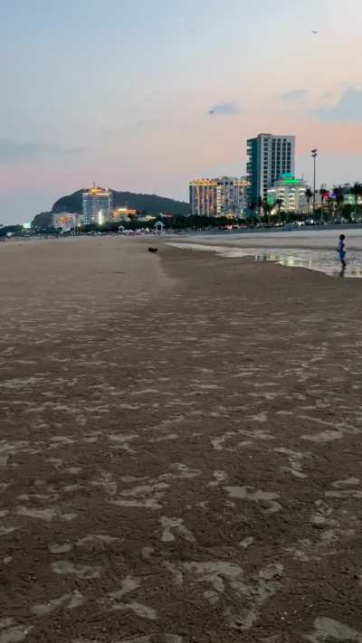 Sunset Psychopathic Beach Zoomies