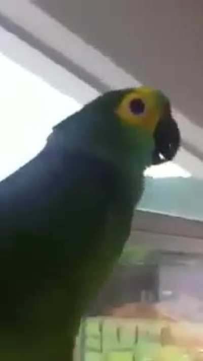 E o time do galo, Louro?