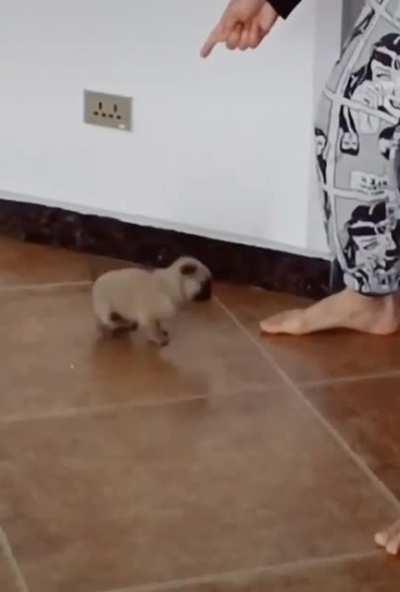 Dance battle with a pup.