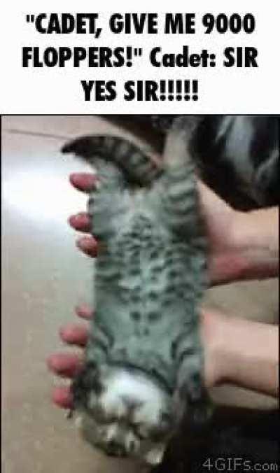 he's in the meowlitary