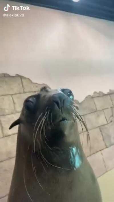 This seal is definitely not camera shy