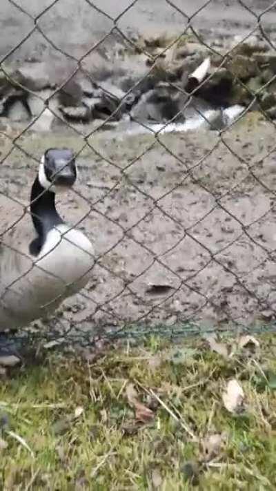 Peace was never an option....I guess