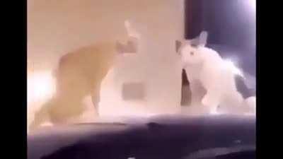 P(sus😳😳😳😳)sy