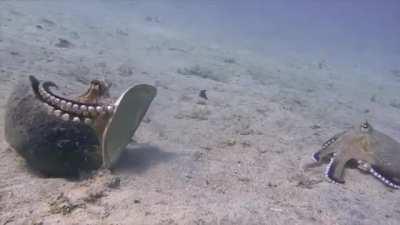 Octopus uses a shield and slaps another octopus